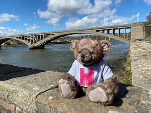 Bari Bear IMG_2610