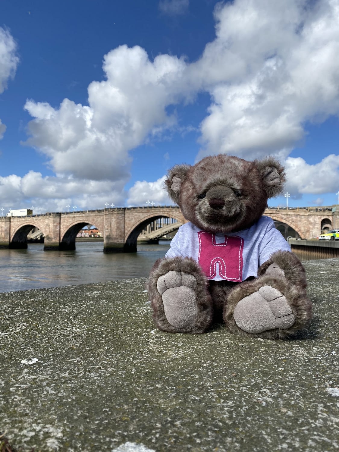 Bari Bear IMG_2592
