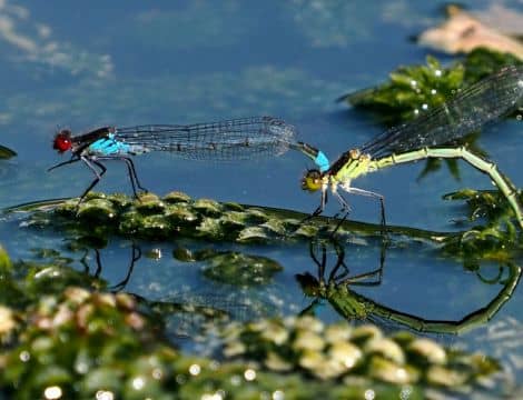 Camera Club Exhibition damsel_fly_andrew_green_470_360_80_s_c1